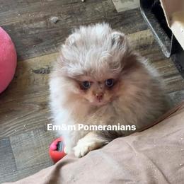 Choc merle and tan - Chocolate merle male Pomeranian puppy in Kentucky from Em&M Pomeranians