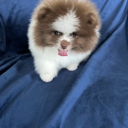 Jasper - Chocolate parti male Pomeranian puppy in Woodsfield, Ohio from Country Lane Kennels