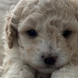 Poodles and Yorkshire Terriers from Star Catcher Pups