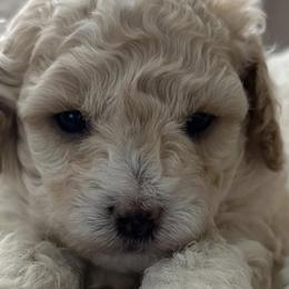 Poodles and Yorkshire Terriers from Star Catcher Pups