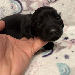 Yellow Collar Girl - Black and tan female Dachshund puppy in Fontana, California from Oscar Meyer’s Weenies