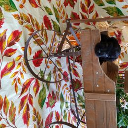 Miniature Schnauzer Puppies from Camp Creek Schnauzers