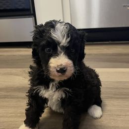 Aspen - Black and white female Bernedoodle puppy in Malvern, Arkansas from Cove Creek Companions