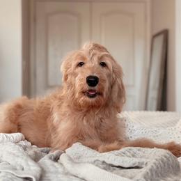 Goldendoodle puppies from Desert Ridge Doodles