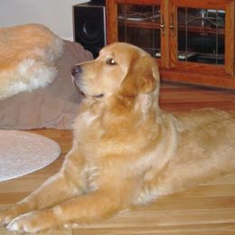 DANCER - Golden Retriever