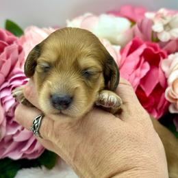 Greer - Red female Dachshund puppy in Exeter, California from Sawtooth Miniature Dachshunds