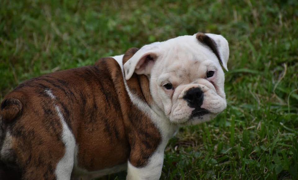 Brindle and white bulldog puppy standing in the grass
