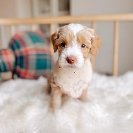 Swan - 12 Days of Christmas - Apricot male Goldendoodle puppy in Syracuse, Indiana from The Doodle Cove