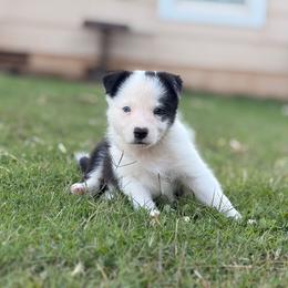 Boss - Black and white male Border Collie puppy in Ripley, Oklahoma from Adventure5 Border Collies