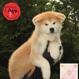 Cheeto 1 - Red male Japanese Akitainu puppy in Maryland from Capital Akita