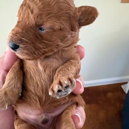 Boy 1 - male Poodle puppy in Tupelo, Mississippi from Ruby D. Farms