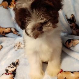 Rebel - Parti male Miniature Schnauzer puppy in Midland, Texas from Shebbies Puppy Palace