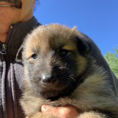 Boy 2 - Belgian Sheepdog puppy in Doylestown, Ohio from Diamante Nero
