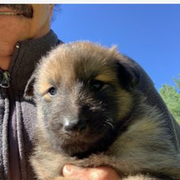 Boy 2 - Belgian Sheepdog puppy in Doylestown, Ohio from Diamante Nero