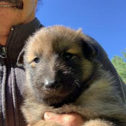 Boy 2 - Belgian Sheepdog puppy in Doylestown, Ohio from Diamante Nero