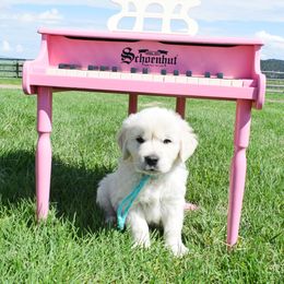 Golden Retriever Puppies from ElkRidge Goldens