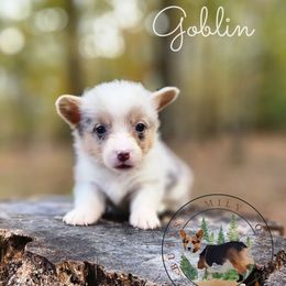 Goblin - Blue merle and white male American Corgi puppy in Cameron, North Carolina from Butts Family Corgis