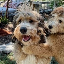 Bernedoodles from Lakeview Ranch