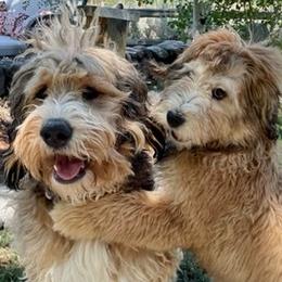 Bernedoodles from Lakeview Ranch