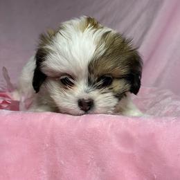 Hope Girl - Brindle and white female Shihpoo puppy in Zeigler, Illinois from Dandy Little  Shih Tzu, Shih Poo's and Toy Poodles