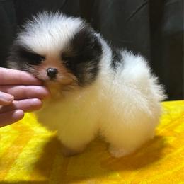 Tyson - Tri-colored male Pomeranian puppy in Waterloo, Indiana from Garcias Pomeranian