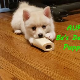 French Bulldog and Pomsky Puppies from Ba's Designer Puppies