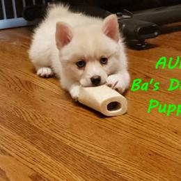 French Bulldog and Pomsky Puppies from Ba's Designer Puppies
