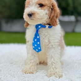 Aussiedoodle and Goldendoodle Puppies from Poodles Doodles Standard and Mini LLC