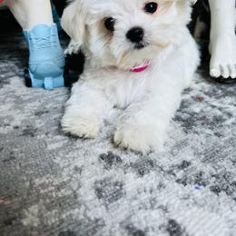 Maltese Puppies from Hosking kennels