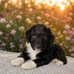 Boots - Black male Goldendoodle puppy in Englewood, Ohio from The Golden Aussie Co.