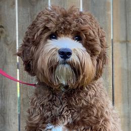 Charlie - Goldendoodle