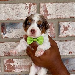 Butterfinger - Chocolate merle male Bernedoodle puppy in Richmond, Texas from Harper’s Heartbeats
