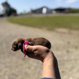 Aussiedoodle, Bernedoodle, Cavapoo, Goldendoodle, and Newfypoo Puppies from Haaspawz