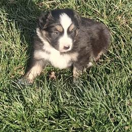 Deets - Black tri male Miniature Australian Shepherd puppy in Hillsville, Virginia from Lottie's Mini Aussies