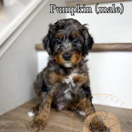 Pumpkin - Merle male Goldendoodle puppy in Murrieta, California from Apricot Poodles & Goldendoodles, LLC