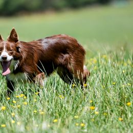 River - Border Collie