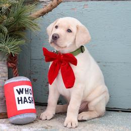 Dilute Retriever and Labrador Retriever Puppies from SmoKy Hills Labradors