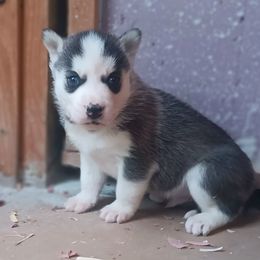 Boy 2 - Cuddles - Black and white male Siberian Husky puppy in Coatesville, Pennsylvania from Amore Puppies