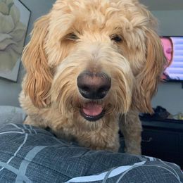 Australian Shepherd, Goldendoodle, and Poodle All Grown Up from Country Poos and Dos