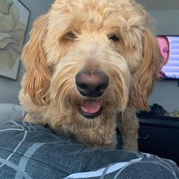 Australian Shepherd, Goldendoodle, and Poodle All Grown Up from Country Poos and Dos