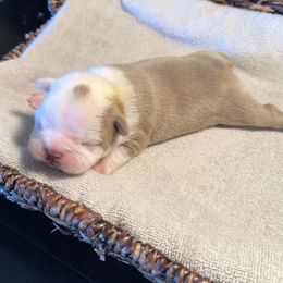 Girl 3 Orange Collar - Boston Terrier puppy from So Cal Boston’s