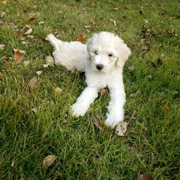 Girl 5 - Brown Bernedoodle puppy in Columbia, Missouri from Silver Creek Pups