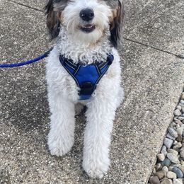 Odin - Bernedoodle
