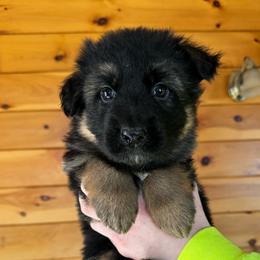 Iris - Black and red female German Shepherd puppy in Garland, Maine from Vom Schön Traumhund