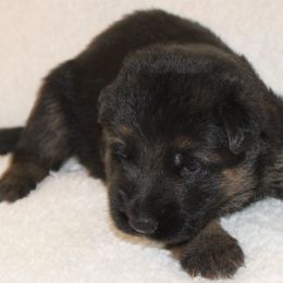 Boy 2 - male German Shepherd puppy in Claysville, Pennsylvania from Von Kunstlerisch