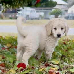 Rollo - Cream male Goldendoodle puppy in Pensacola, Florida from Goldendoodles Love You in Pensacola Friend Edition