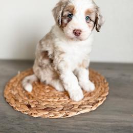 Aussiedoodle and Goldendoodle Puppies from Montana Raised Doodles