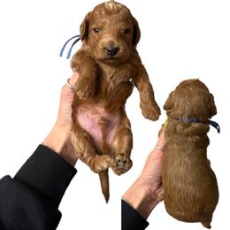 George Jones - Red  male Goldendoodle puppy in Hot Springs, Arkansas from Hot Springs Kennels