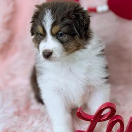 Diamond - Red tri-color female Australian Shepherd puppy in Jonesborough, Tennessee from Lotus Australian Shepherds