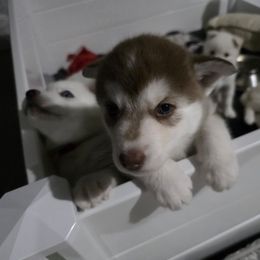 Siberian Husky Puppies from House Callihan-Walker Kennel